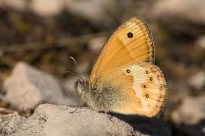 Fadet des garrigues (Le), Palémon (Le), Doré (Le) Coenonympha dorus (Esper, 1782)