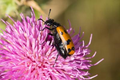  Mylabris connata (Rey, 1892)