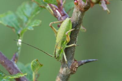 Ephippigère des vignes Ephippiger diurnus Dufour, 1841