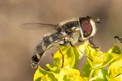 Syrphe du poirier, Syrphe pyrastre Scaeva pyrastri (Linnaeus, 1758)