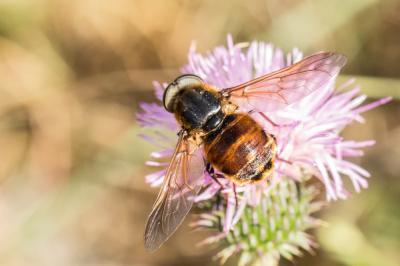 Taons Tabanidae Latreille, 1802