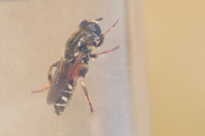  Merodon Meigen, 1803