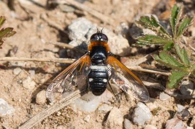  Exoprosopa rutilla (Pallas & Wiedemann, 1818)