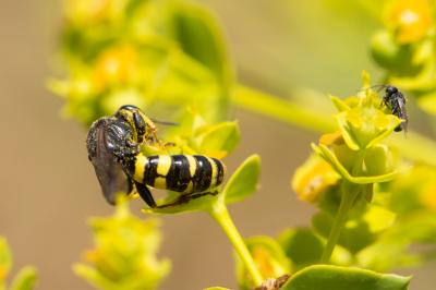  Crabro cribrarius (Linnaeus, 1758)