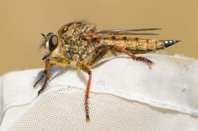  Machimus chrysitis (Meigen, 1820)