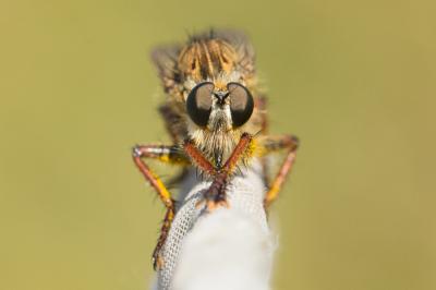  Machimus chrysitis (Meigen, 1820)