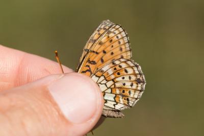 Nacré de la Filipendule (Le), Agavé (L') Brenthis hecate (Denis & Schiffermüller, 1775)