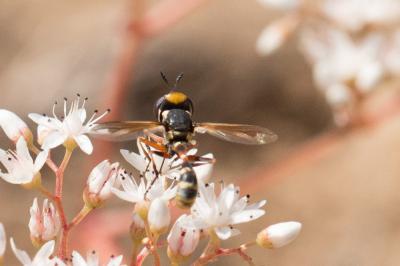  Physocephala rufipes (Fabricius, 1781)