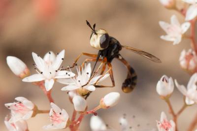  Physocephala rufipes (Fabricius, 1781)