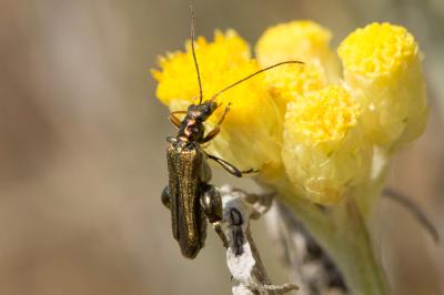  Oedemera flavipes (Fabricius, 1792)