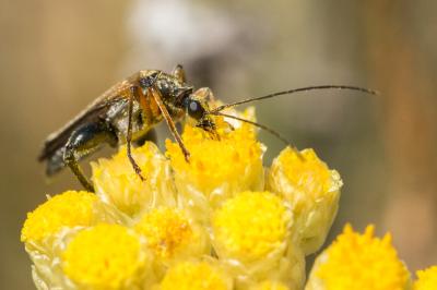 Oedemère ochracée Oedemera podagrariae (Linnaeus, 1767)