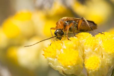 Oedemère ochracée Oedemera podagrariae (Linnaeus, 1767)