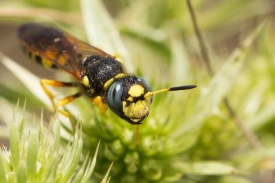  Philanthus coronatus (Thunberg, 1784)