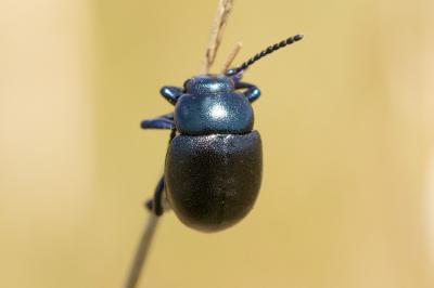  Timarcha goettingensis (Linnaeus, 1758)