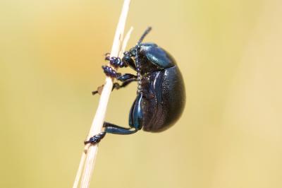  Timarcha goettingensis (Linnaeus, 1758)