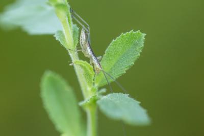 Grillon d'Italie, Oecanthe transparent, Grillon tr Oecanthus pellucens (Scopoli, 1763)