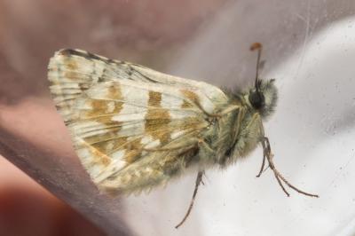 Hespérie des Hélianthèmes (L'), Hespérie de Foulqu Pyrgus foulquieri (Oberthür, 1910)