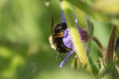  Andrena bicolor Fabricius, 1775