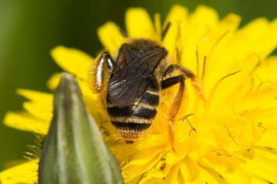  Andrena hesperia Smith, 1853