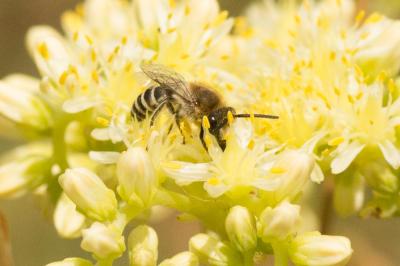  Colletes nigricans Gistel, 1857