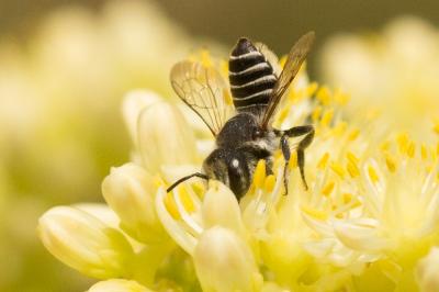  Megachile rotundata (Fabricius, 1793)
