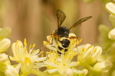  Cerceris lunata A. Costa, 1869