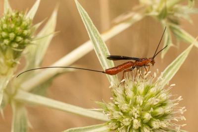  Braconidae Nees, 1811