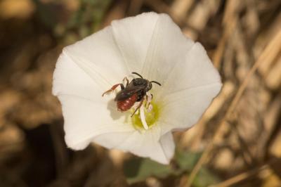  Biastes brevicornis (Panzer, 1798)