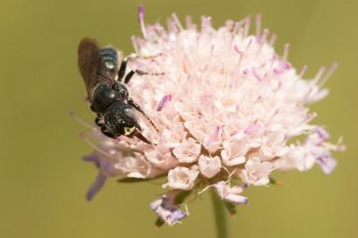 Cératine précieuse Ceratina chalcites Germar, 1839