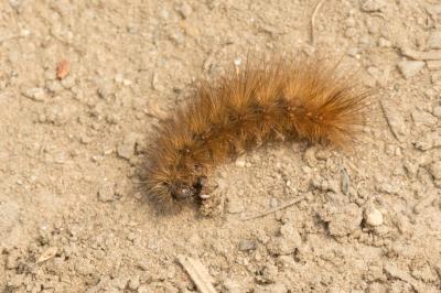 Ecaille cramoisie (L') Phragmatobia fuliginosa (Linnaeus, 1758)