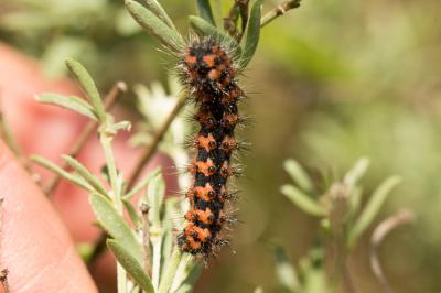 Petit Paon de Nuit (Le) Saturnia pavonia (Linnaeus, 1758)