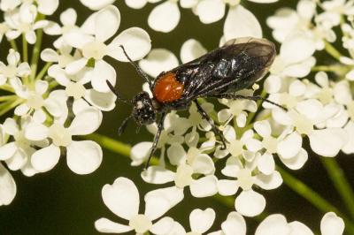  Arge thoracica (Spinola, 1808)