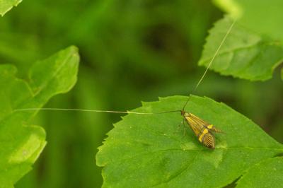  Nemophora degeerella (Linnaeus, 1758)
