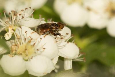  Myopa Fabricius, 1775