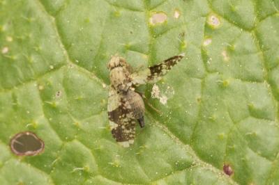  Tephritis formosa (Loew, 1844)