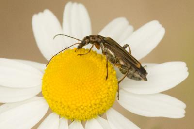  Oedemera barbara (Fabricius, 1792)