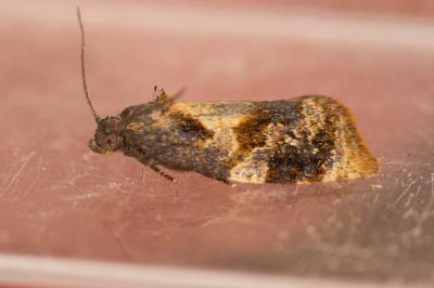 Ditula angustiorana (Haworth, 1811)