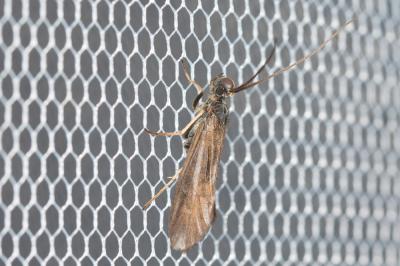  Sericostoma Latreille, 1825