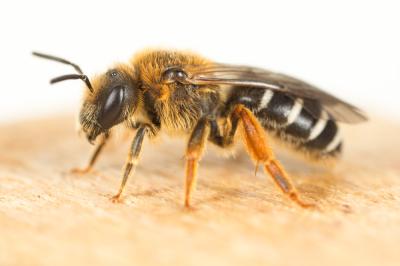  Halictus rubicundus (Christ, 1791)