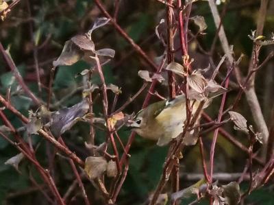 Roitelet huppé Regulus regulus (Linnaeus, 1758)