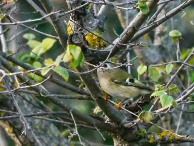 Roitelet huppé Regulus regulus (Linnaeus, 1758)