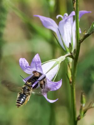  Andrena Fabricius, 1775