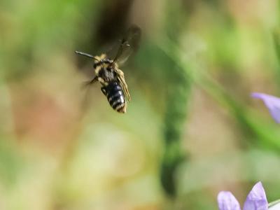  Andrena Fabricius, 1775