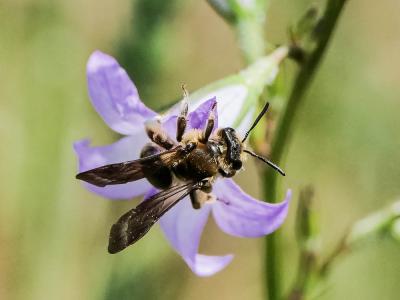  Andrena Fabricius, 1775