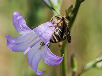  Andrena Fabricius, 1775