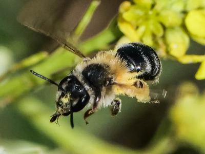  Andrena vetula Lepeletier, 1841