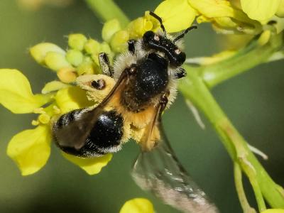  Andrena vetula Lepeletier, 1841