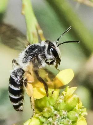  Andrena vetula Lepeletier, 1841