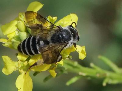  Andrena vetula Lepeletier, 1841