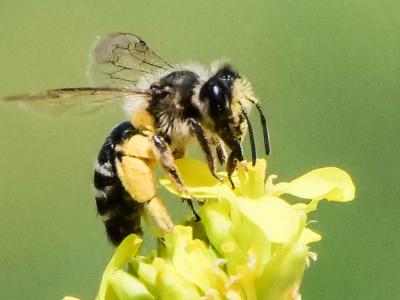  Andrena vetula Lepeletier, 1841